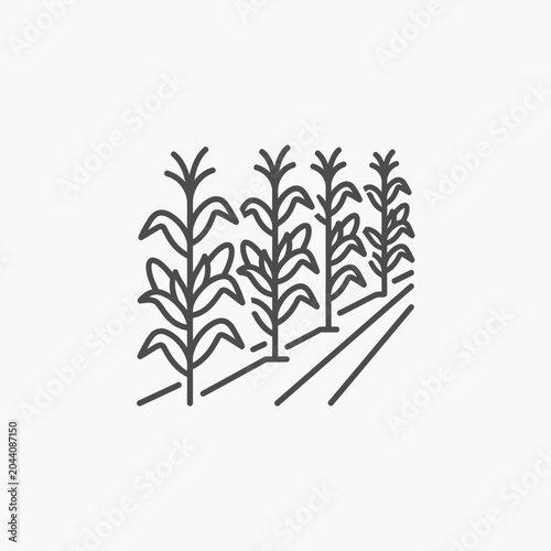 Line art illustration of corn crops in rows.