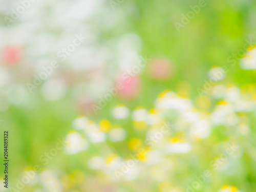 白と黄色の小さなお花のある風景のアウトフォーカス。春から初夏の花畑や花壇のイメージ。自然風景の背景素材。心象風景。