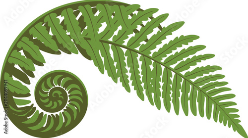 Stylized green fern frond with spiral curl on white background