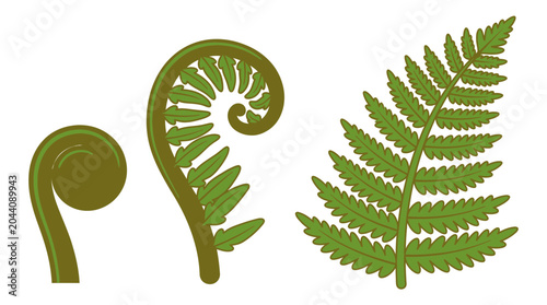 Vector illustration of fern growth stages from fiddlehead to mature frond