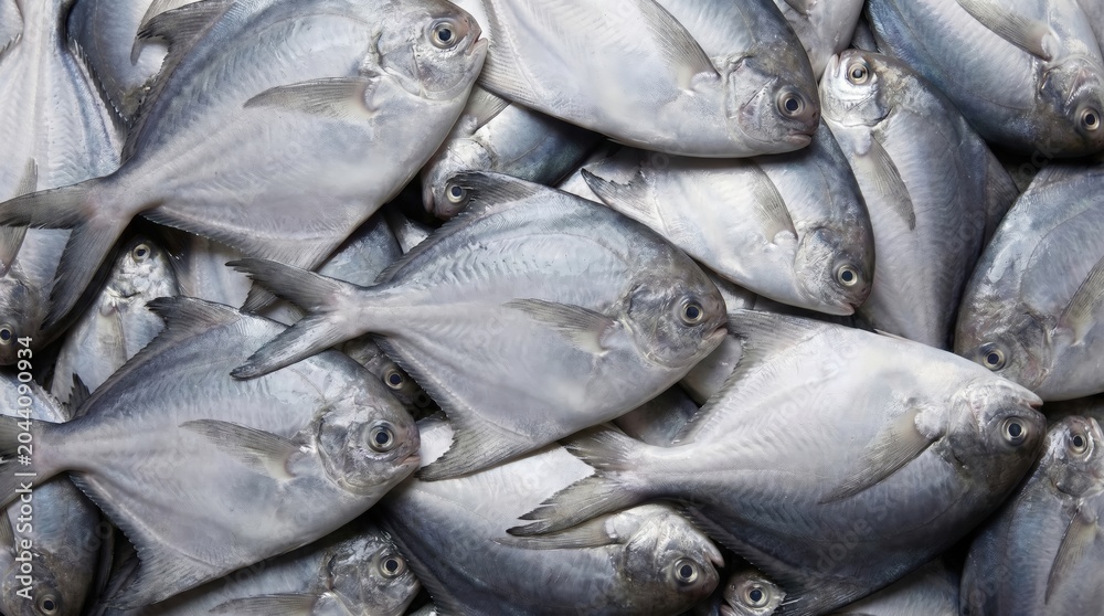 Obraz premium Fresh raw silver pomfret fish arranged in a dense layered pattern for culinary display and seafood market promotion with natural soft lighting and texture