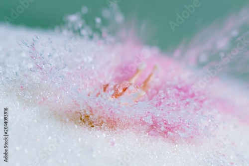 White granulated sugar pile with doll figure diving into the center causing a splash for healthy diet editorial, nutrition awareness and food concept advertising