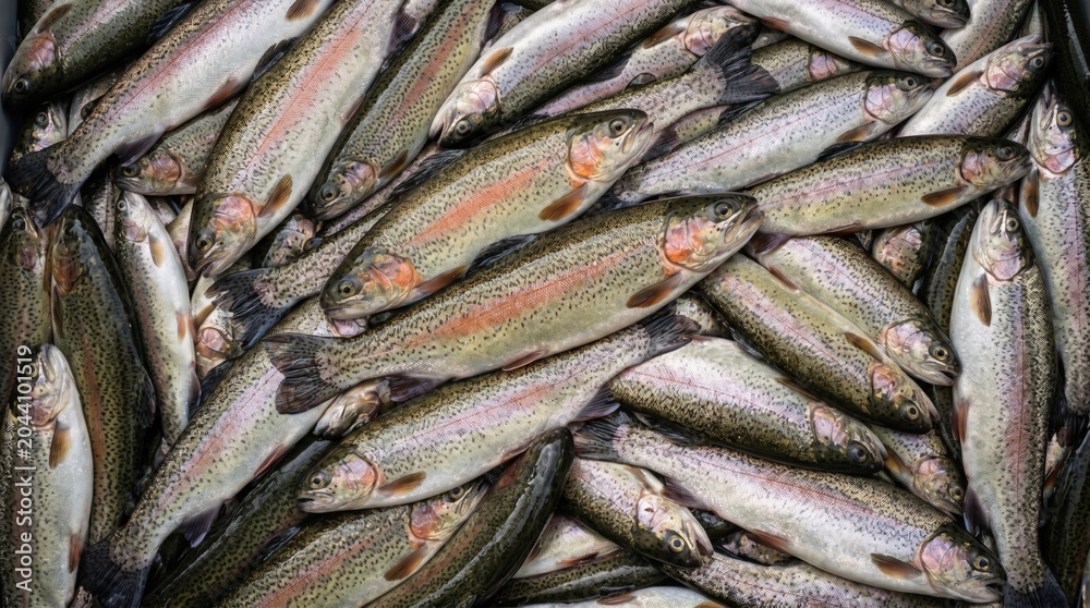 Obraz premium Fresh raw rainbow trout fish stacked together in a large pile showing vibrant silver scales and pink lateral lines ready for culinary preparation in a kitchen