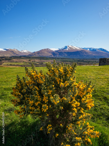 Photos A gorse bush (Ulex europaeus) surrounded by the picturesque landscape of the Scottish Highlands near Glen Nevis
