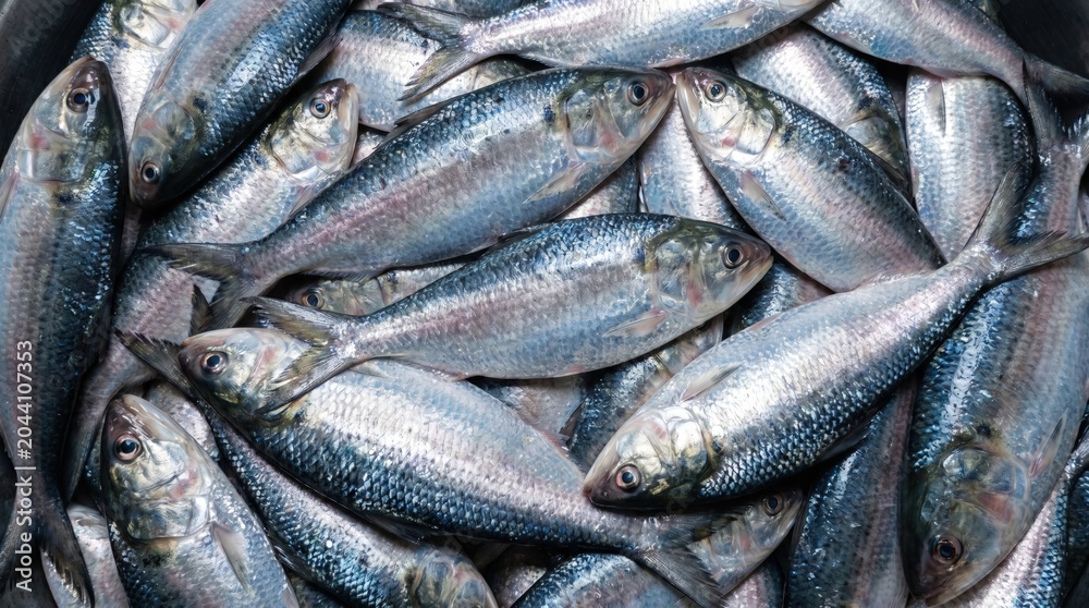 Obraz premium Fresh raw herring fish pile stacked together for market sale showing shiny silver scales and detailed patterns in a close up view of marine seafood harvest
