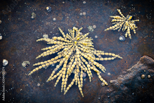 Neptune's necklace or Neptune's pearls is a seaweed that holds fast onto intertidal rock and is an ecosystem engineer, creating an home for other marine life in the sea in New South Wales, Australia.
