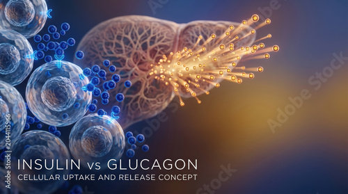 Insulin vs glucagon hormone balance concept cellular uptake and release in human pancreas showing blue molecule orange particle cell receptor pathway medical science illustration