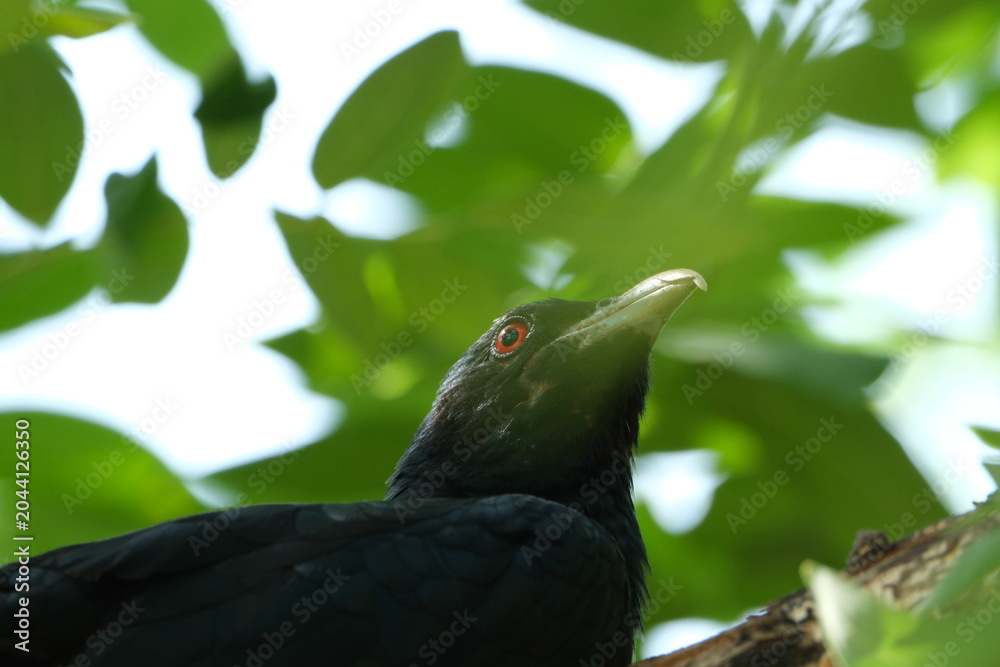Fototapeta premium Black Asian koel bird with red eye perched in green foliage