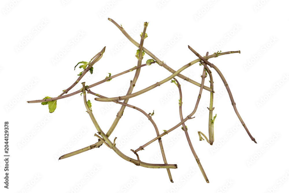 Fototapeta premium plant stems with small green Fresh mint stems On Transparent Background, isolated botanical cuttings for nature, gardening, or compost concepts.