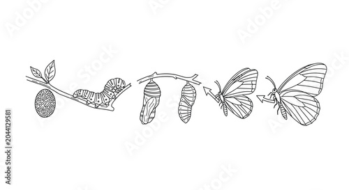 educational diagram illustrates the life cycle of a butterfly, showing stages from egg and caterpillar to chrysalis and adult insect emergence.