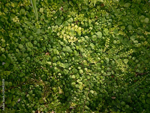 Dense carpet of small green leaves covering the ground, creating a rich natural texture and vibrant botanical background. The lush foliage forms an organic pattern with varying shades of green illumin