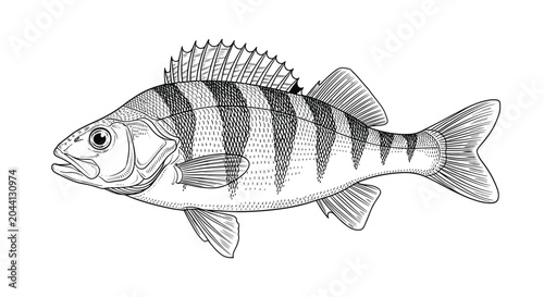 detailed monochrome sketch of a perch fish with characteristic vertical stripes and spiny dorsal fins in a traditional art style.