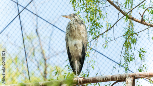 Foto Close-up of a grey heron in the zoo