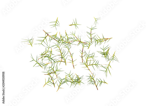 фотографія Fresh Green Grass Blades Scattered Naturally on Transparent Background, Top View
