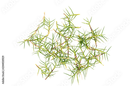 Tableau sur toile Fresh Green Grass Blades Scattered Naturally on transparent background with Orga
