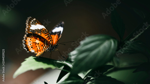 Foto Closeup of a small tortoiseshell on a leaf
