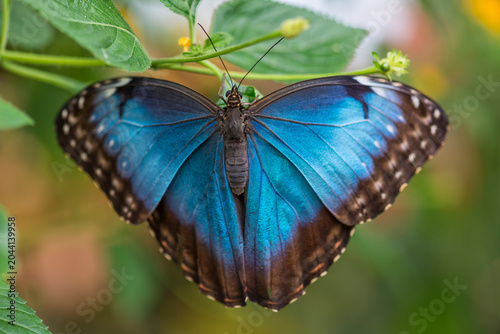 Cuadro en lienzo Closeup shot of a blue morpho butterfly on a plant stem