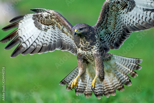 Common buzzard (Buteo buteo)