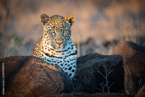 A leopard, Panthera pardus, ears forward