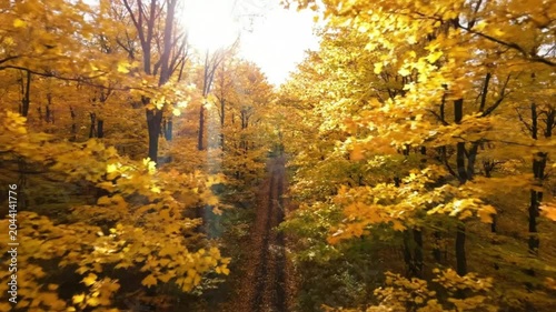 Sun Rays Filtering Through Vibrant Yellow Autumn Forest Canopy