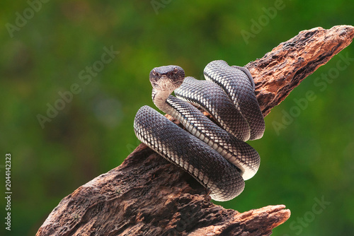 Fotografía Black Mangrove Pit Viper Snake Purpureomaculatus on a Tree
