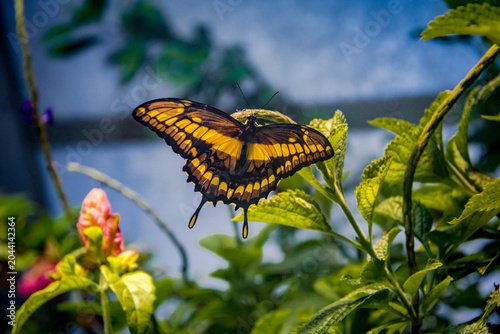 Black and Yellow Butterfly