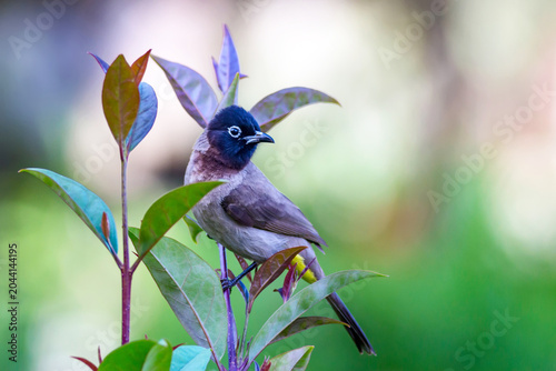 blue bird on a branch