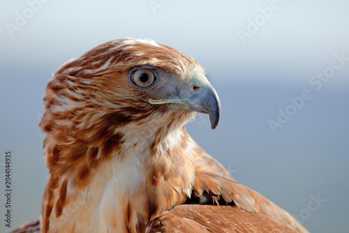 Eagle of red tail (Buteo jamaicensis)