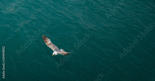 Photos A seagull soaring low over the sea
