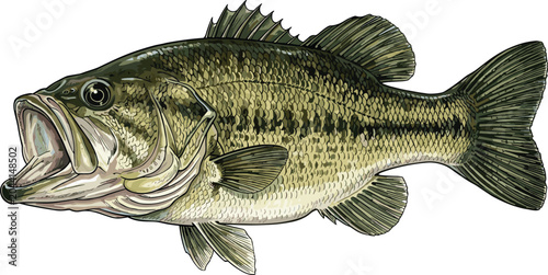 Schilderij op canvas Detailed illustration of a largemouth bass fish with an open mouth, isolated on a white background image_8cc770