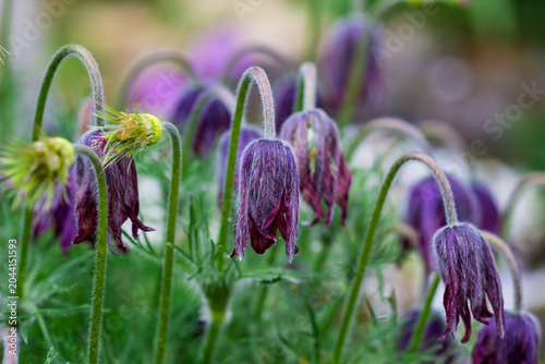 Obraz na plátne Close-up macro of purple pasqueflower buds, Pulsatilla vulgaris in a forest clearing, delicate drooping petals with soft hairs, spring wildflower photography
