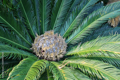 Female cycad plant featuring a large, fuzzy central seed cone nestled within a dense crown of arching green fronds
