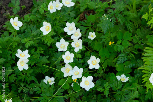 Bright white flowers grow in clusters among various green leaves in a garden. The setting shows a vibrant scene of nature during springtime, inviting viewers to enjoy the view.