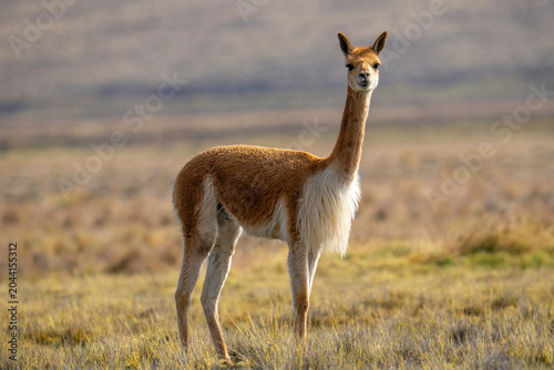 Konstfotografi Wild vicuna standing in the high-altitude plains of Pampa Canahuas national rese