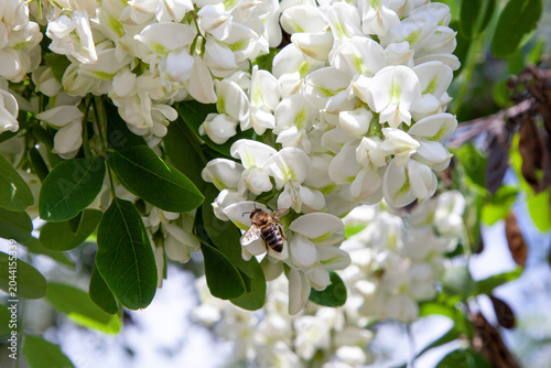 Bees are collecting nectar from acacia flowers in a garden during a sunny summer afternoon. The scene shows the interaction of nature and pollination.