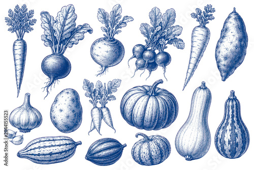 Farm Fresh Harvest: A collection of hand-drawn blue-toned vegetables, including carrots, beets, radishes, potatoes, pumpkins, and gourds, displayed in a rustic yet artistic composition.
