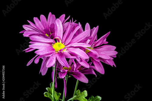 Beautiful Purple Chrysanthemum Flowers On Stems Against Black Background