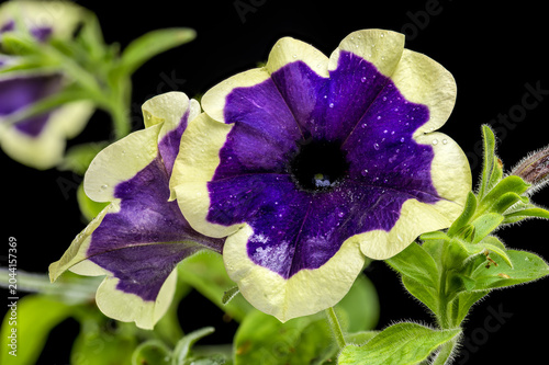 Vibrant Purple Surfinia Flower With Cream Border On Black Background