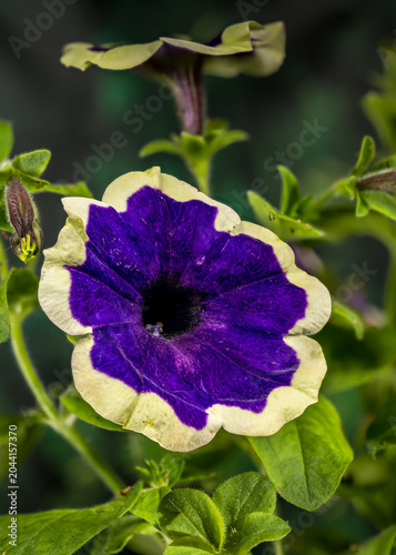 Purple Surfinia Flower With Cream Border On Green Garden Background