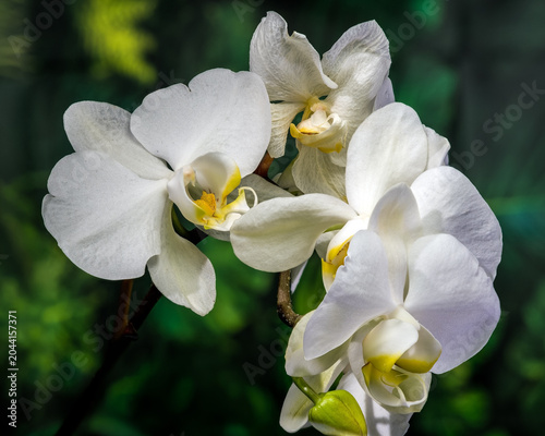 Beautiful White Phalaenopsis Orchid Flowers Blooming On Green Background