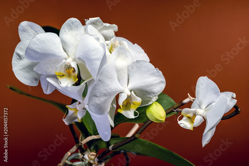 Elegant White Phalaenopsis Orchid Flowers Blooming On Brown Background