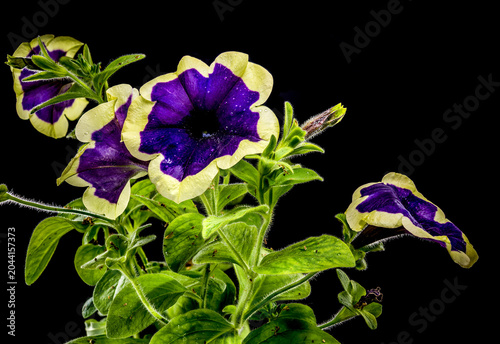 Vibrant Purple Surfinia Flower With Cream Border On Black Background
