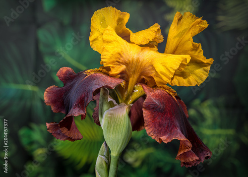 Golden and Burgundy Bearded Iris Flower Against Green Fern Background