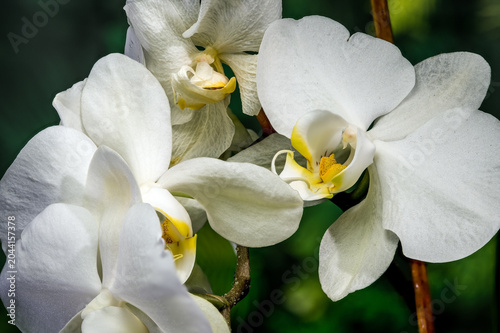 Beautiful White Phalaenopsis Orchid Flowers Blooming On Green Background