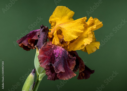 Golden and Burgundy Bearded Iris Flower on Green Background