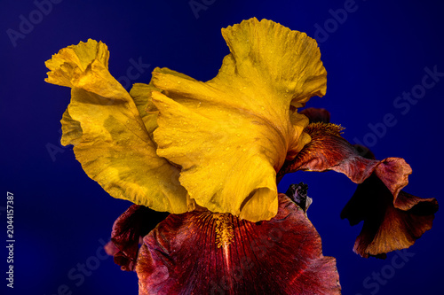Golden and Burgundy Bearded Iris Flower on Blue Background