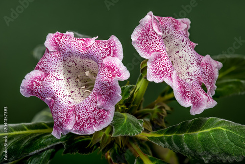 Two Speckled Pink Gloxinia Hybrid Flowers In Bloom