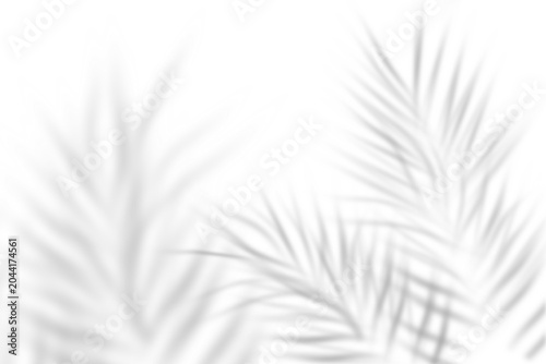 Abstract palm leaves shadow overlay background