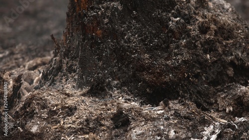 Bild auf Leinwand Intimate Inspection Of Scorched Wooden Base Showing Granular Ash And Fractured Cinder Fragments