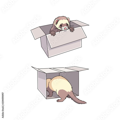 Cute Ferret Peeking and Crawling in Cardboard Boxes Isolated on White